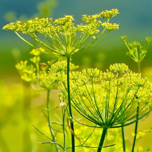 schwoaze fennel 3564229 1920