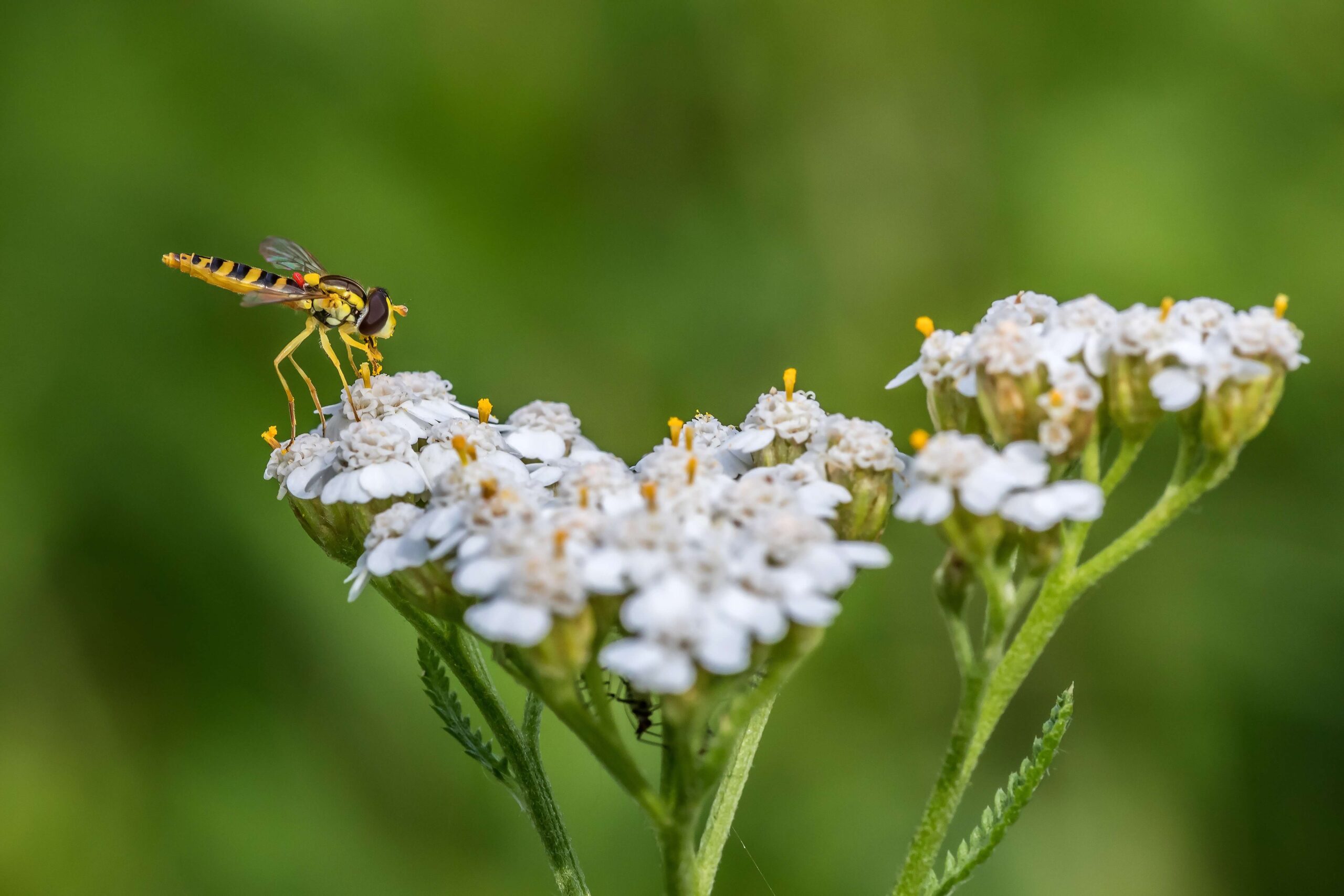mike 68 hover fly 4327193 1